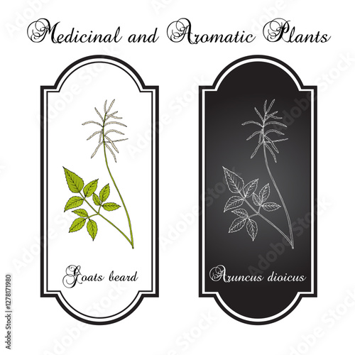 Goats beard or brides feathers (Aruncus dioicus), edible and medicinal plant. Hand drawn botanical vector illustration