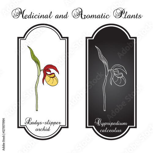 Ladys-slipper orchid (Cypripedium calceolus), medicinal plant. Hand drawn botanical vector illustration