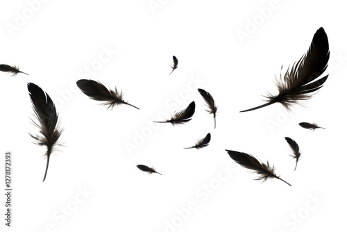 flying black feathers isolated on white or transparent png photo