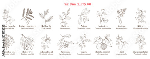 Trees of India collection. Hand drawn botanical vector illustration