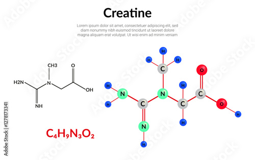 Creatine food supplement, molecular structure formula, ball-and-stick model, suitable for education or chemistry science content. Vector illustration