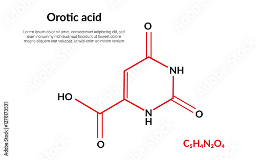 Orotic acid, molecular structural chemical formula, suitable for education or chemistry science content. Vector illustration photo