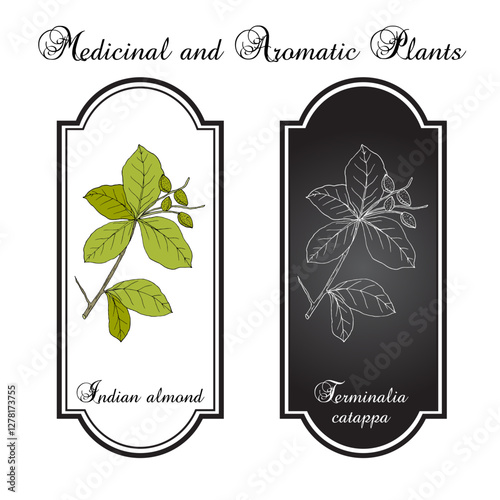 Indian Almond (Terminalia catappa), edible and medicinal plant. Hand drawn vector illustration