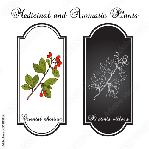 Christmas berry or oriental photinia (Photinia villosa), ornamental plant. Hand drawn botanical vector illustration
