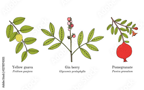 Collection of edible and medicinal plants. Hand drawn botanical vector illustration