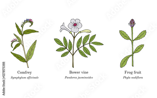 Collection of edible and medicinal plants. Hand drawn botanical vector illustration