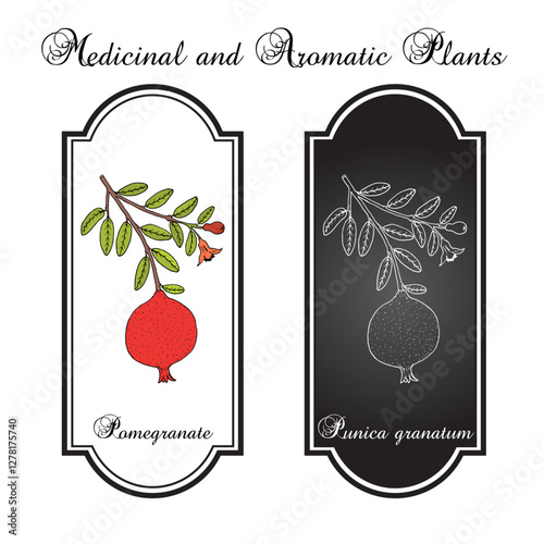 Pomegranate or Punica granatum, edible and medicinal plant. Hand drawn botanical vector illustration