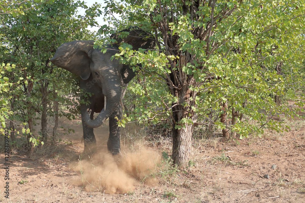 Obraz premium Afrikanischer Elefant / African elephant / Loxodonta africana