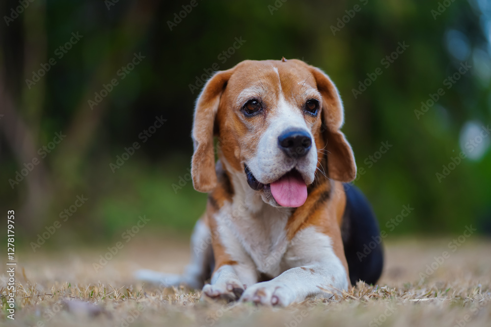 Adorable Beagle Dog Resting Outdoors on a Grass Lawn with Tongue Out Adorable Beagle Dog Resting Outdoors on a Grass Lawn with Tongue Out
