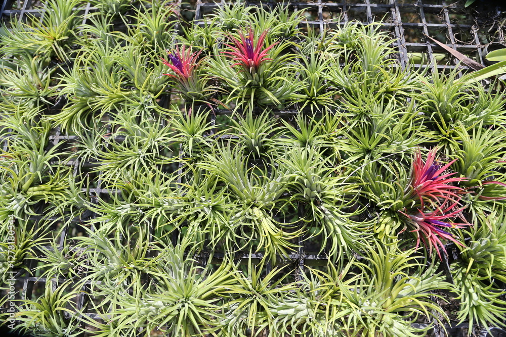 Fototapeta premium Air Plants 