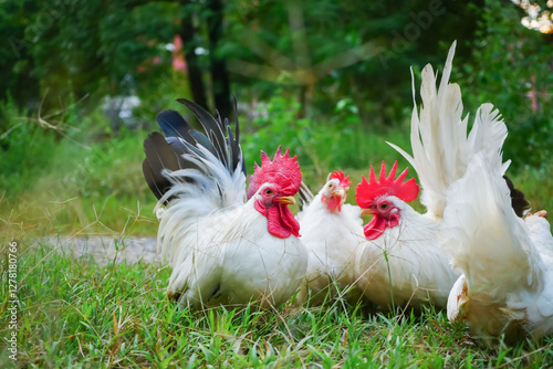 Εκτύπωση καμβά Free-range Thai white bantam and white-black tail bantam chickens in the grass field