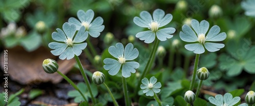 delicate green flowers with light blue petals in a natural outdoor setting among lush foliage and buds unbloomed photo