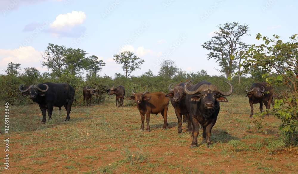 Kaffernbüffel / African buffalo / Syncerus caffer Kaffernbüffel / African buffalo / Syncerus caffer