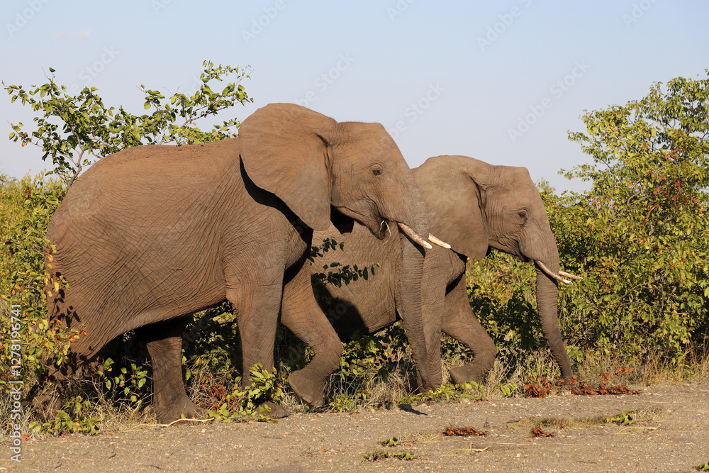 Fototapeta premium Afrikanischer Elefant / African elephant / Loxodonta africana
