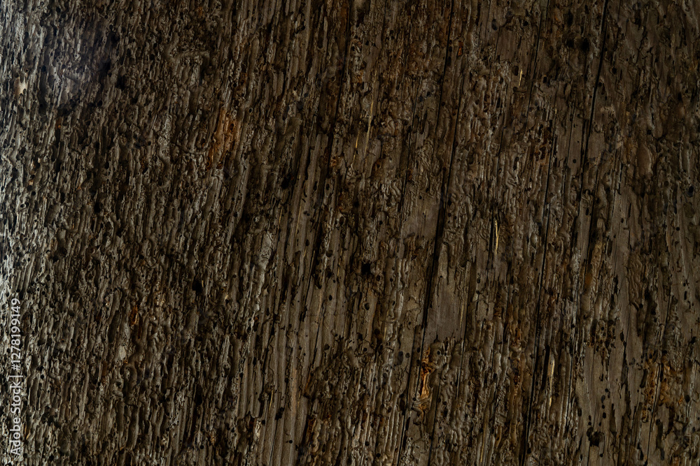 surface for trunk of big tree. surface for trunk of big tree.