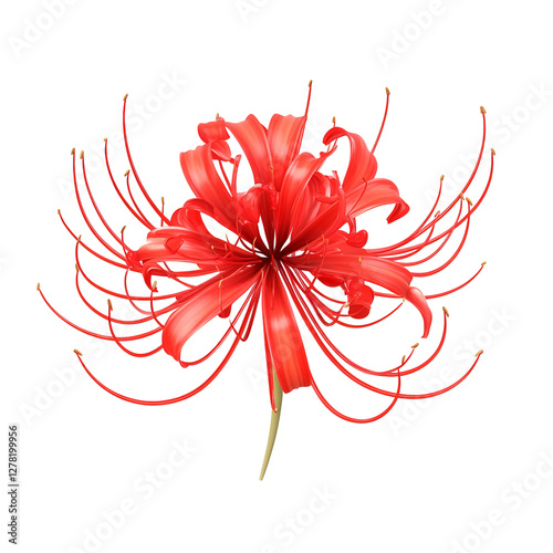 3D spider lily with elegant red curls
