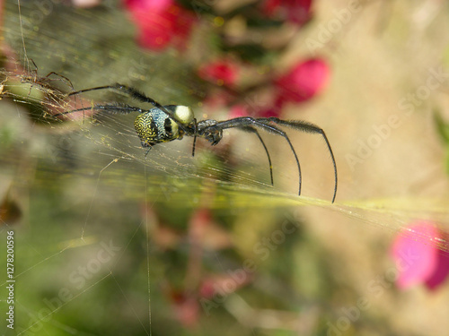 Golden Orb Spinne photo