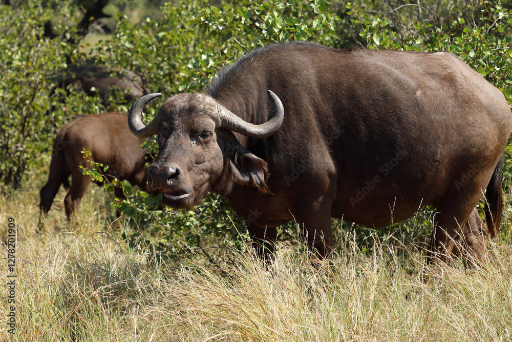 Kaffernbüffel / African buffalo / Syncerus caffer Kaffernbüffel / African buffalo / Syncerus caffer