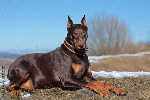 Doberman hunting dog lying on the ground on dry grass and snow with pricked cropped ears and an orange collar photo