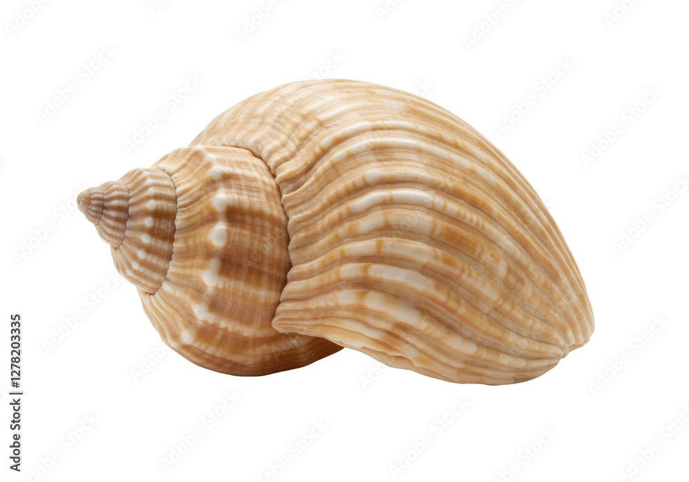 Beige Seashell with Brown Stripes on Black Background Beige Seashell with Brown Stripes on Black Background