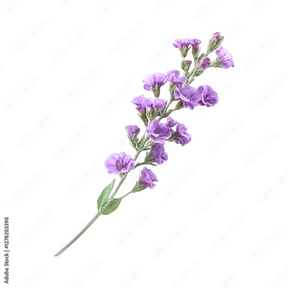 Delicate Lavender Flowers Branch Isolated on Black Background Botanical Beauty Soft Hues Nature Elegance Delicate Lavender Flowers Branch Isolated on Black Background Botanical Beauty Soft Hues Nature Elegance