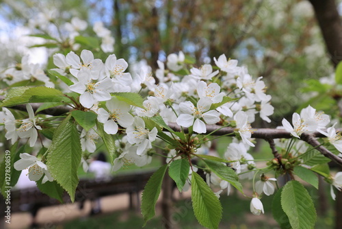 White tiny flowers of a cherry tree in a spring