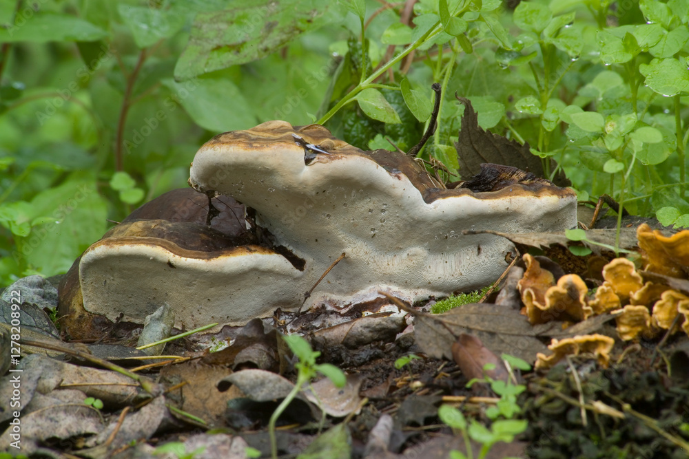 Ganoderma applanatum (the artist's bracket, artist's conk, artist's fungus or bear bread) is a bracket fungus with a cosmopolitan distribution. Sardinia, Italy Ganoderma applanatum (the artist's bracket, artist's conk, artist's fungus or bear bread) is a bracket fungus with a cosmopolitan distribution. Sardinia, Italy