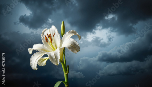 White lily flower standing against stormy sky, Easter symbolism