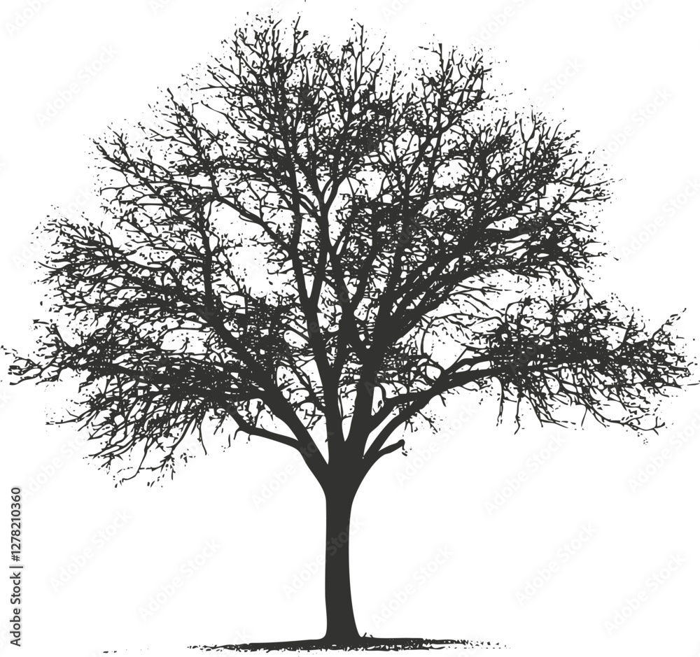 Fototapeta premium Silhouette of a leafless tree in black and white illustration.