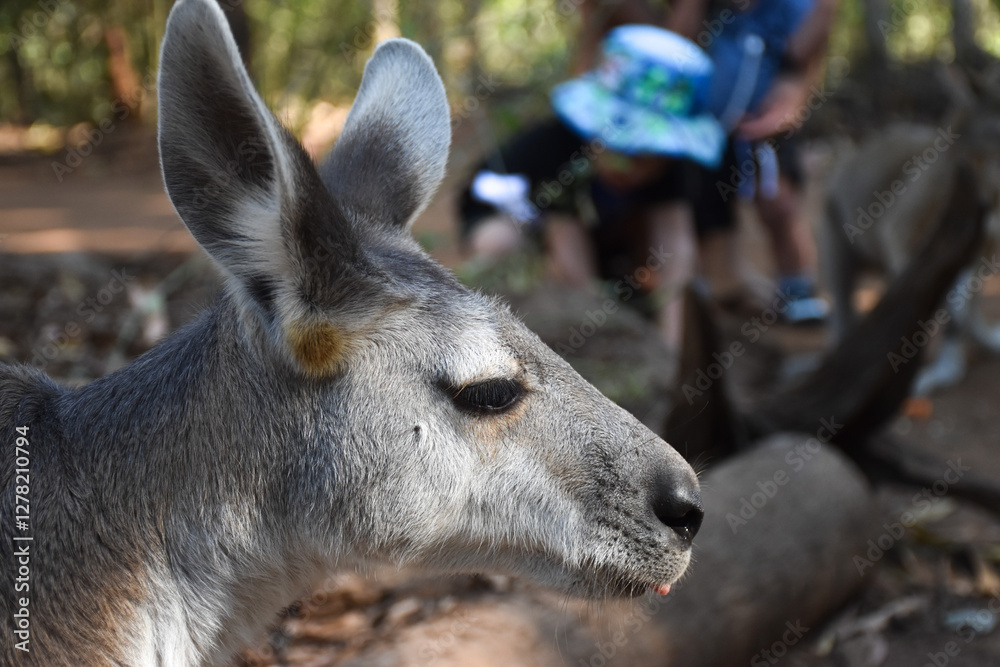 kangaroo, side profile, marsupial, wildlife, Australia, fur, animal face, nature, close-up, ears kangaroo, side profile, marsupial, wildlife, Australia, fur, animal face, nature, close-up, ears