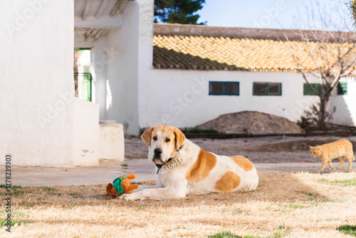 perro mastín cuidando casa de campo photo