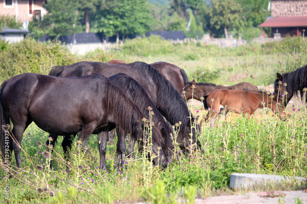 Herd of horses among green grass. Animal. Grazing horses. Horizontal photo. No people, nobody. Herd of horses among green grass. Animal. Grazing horses. Horizontal photo. No people, nobody.