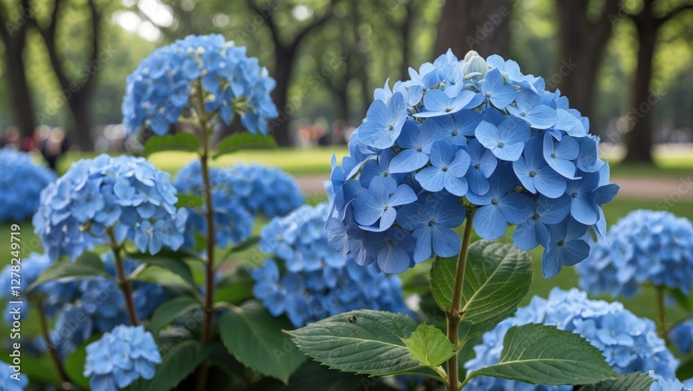 Lush blue hydrangea blossoms in a vibrant park setting during the summer months showcasing nature's beauty and serenity. Lush blue hydrangea blossoms in a vibrant park setting during the summer months showcasing nature's beauty and serenity.