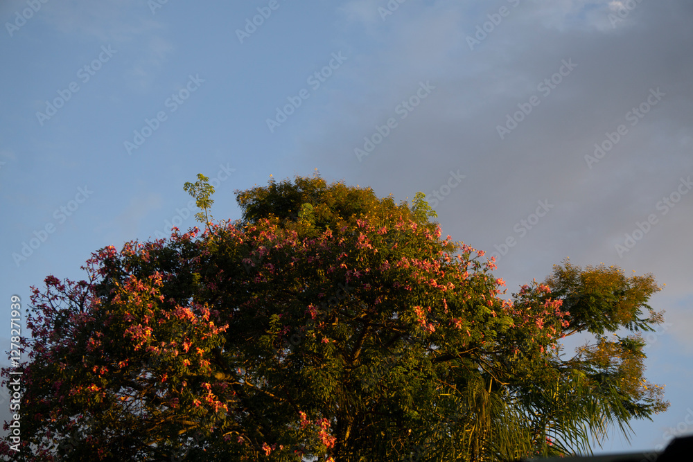 Naklejka premium Árbol florecido al atardecer