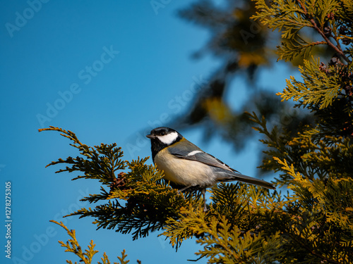 great tit parus major photo