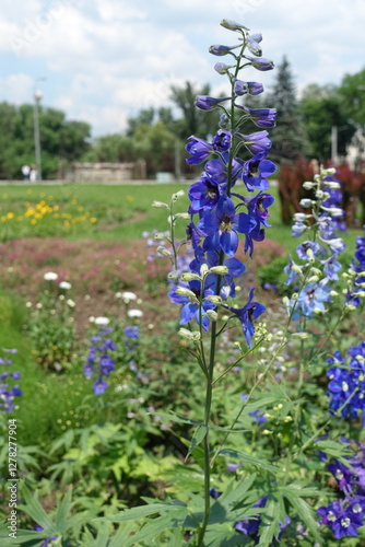Buds and dark blue flowers of Delphinium hybridum in mid June