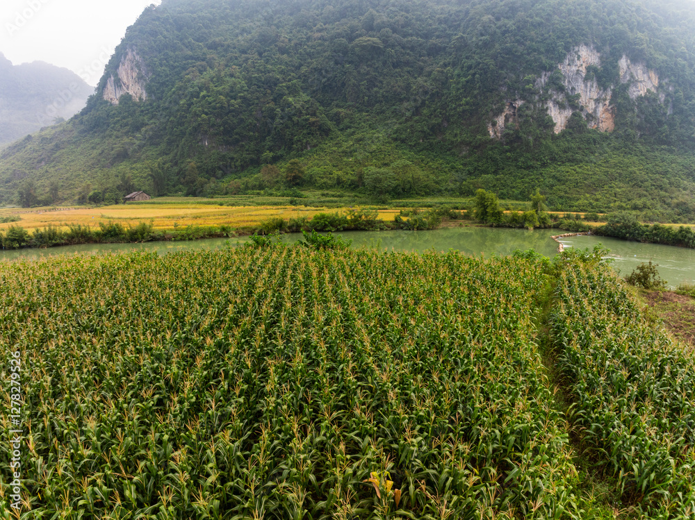 Drone shot, aerial view of a Corn field in northern Vietnam,Top view of the corn fields plantation
