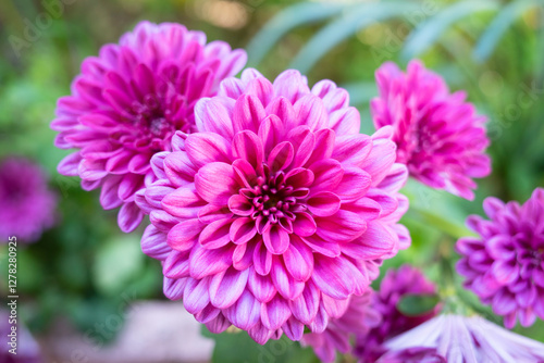 庭に咲くピンク色のダリアの花