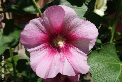 Macro of one pink flower of common hollyhock in July
