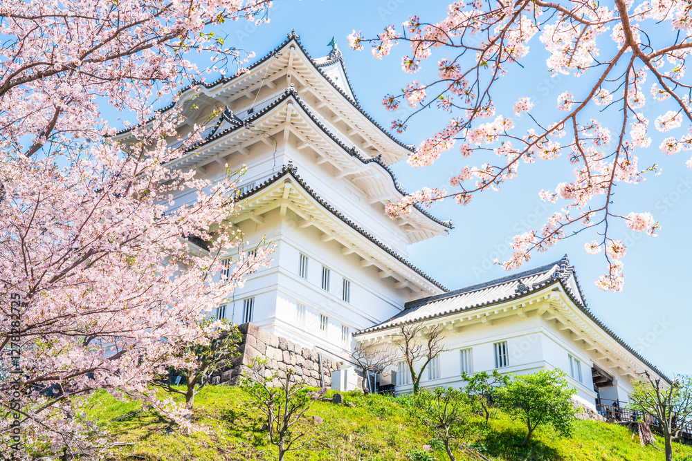 春の小田原城址公園の風景 青空に映える天守閣と桜【神奈川県・小田原市】
Odawara Castle Park in spring. The main keep, full-bloom cherry blossoms, and blue sky. - Kanagawa, Japan 春の小田原城址公園の風景 青空に映える天守閣と桜【神奈川県・小田原市】
Odawara Castle Park in spring. The main keep, full-bloom cherry blossoms, and blue sky. - Kanagawa, Japan