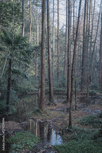 Metasequoia forest in winter
