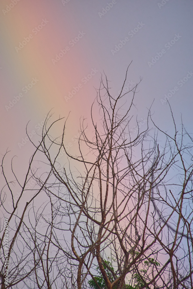 Obraz premium Vibrant sky colors and a rainbow peek through the branches of a tree
