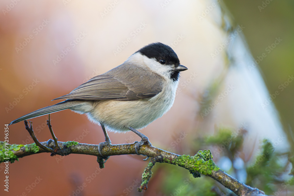 Obraz premium Isolated close-up of a marsh tit | Poecile palustris