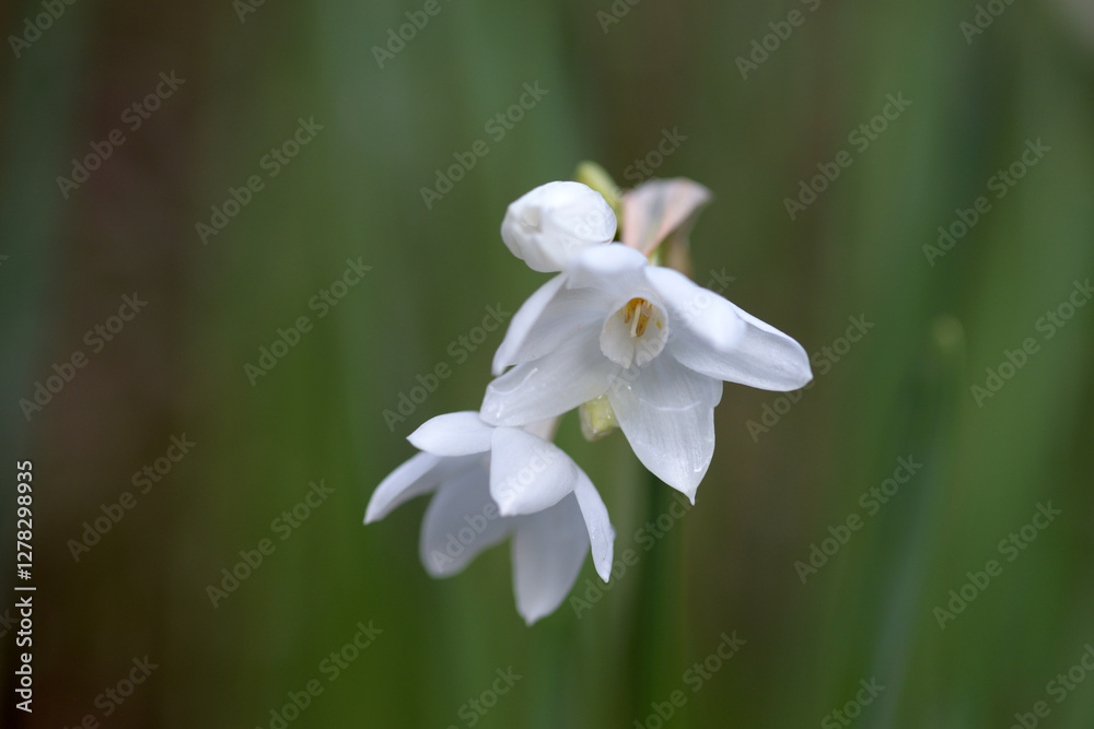 Obraz premium シロバナスイセン