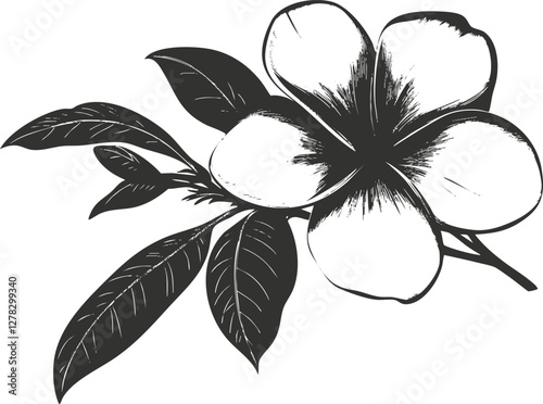 Black and white illustration of a plumeria flower with leaves.