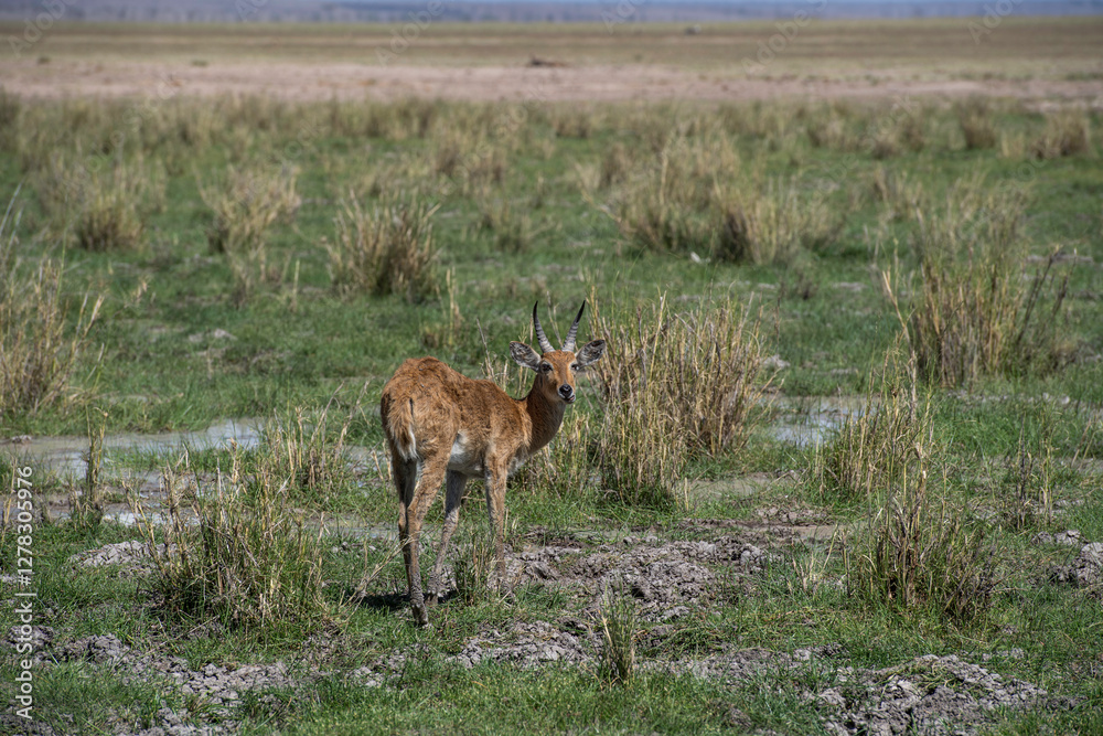 Naklejka premium deer in the meadow