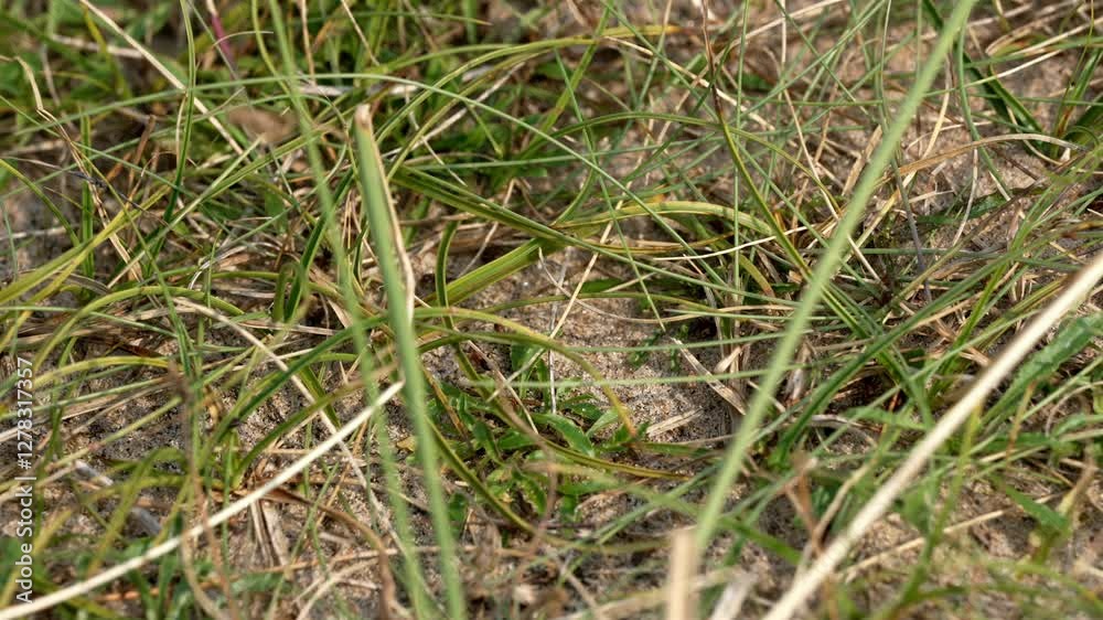 A macro shot of ants (Formicidae) slowly making their way across the sandy beach ground in Sweden, their tiny legs moving deliberately over fine grains of sand and scattered blades of grass. A macro shot of ants (Formicidae) slowly making their way across the sandy beach ground in Sweden, their tiny legs moving deliberately over fine grains of sand and scattered blades of grass.