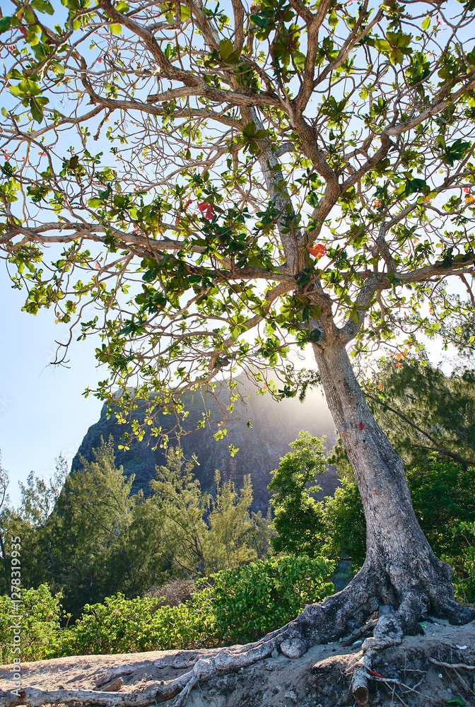 Le Morne Brabant mountain view from the beach at sunrise, with a beautiful tree in the foreground, Mauritius Le Morne Brabant mountain view from the beach at sunrise, with a beautiful tree in the foreground, Mauritius