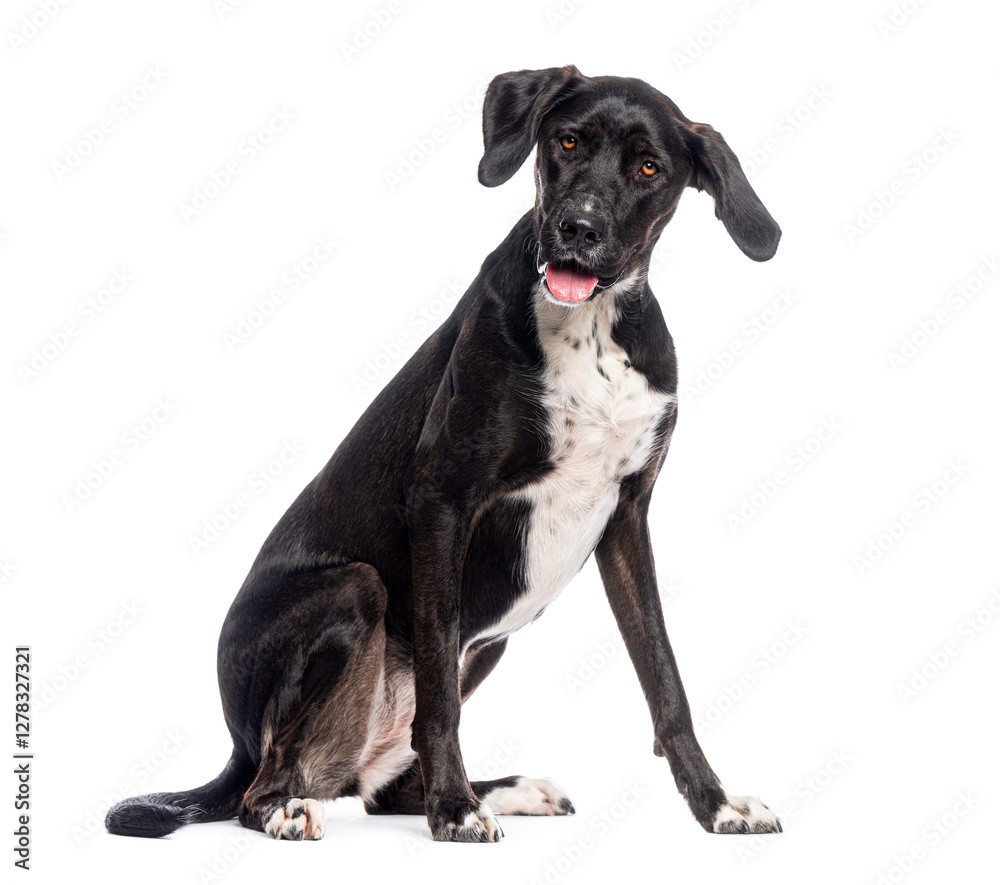 Crossbreed dog sitting and panting on white background Crossbreed dog sitting and panting on white background