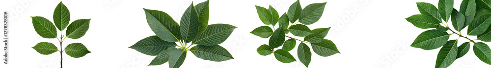 Fototapeta premium Close up view of lush vibrant green leaves and foliage surrounding a natural outdoor environment Peaceful scenic nature landscape with fresh organic vegetation